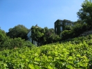 Visit the vineyard of Montmartre